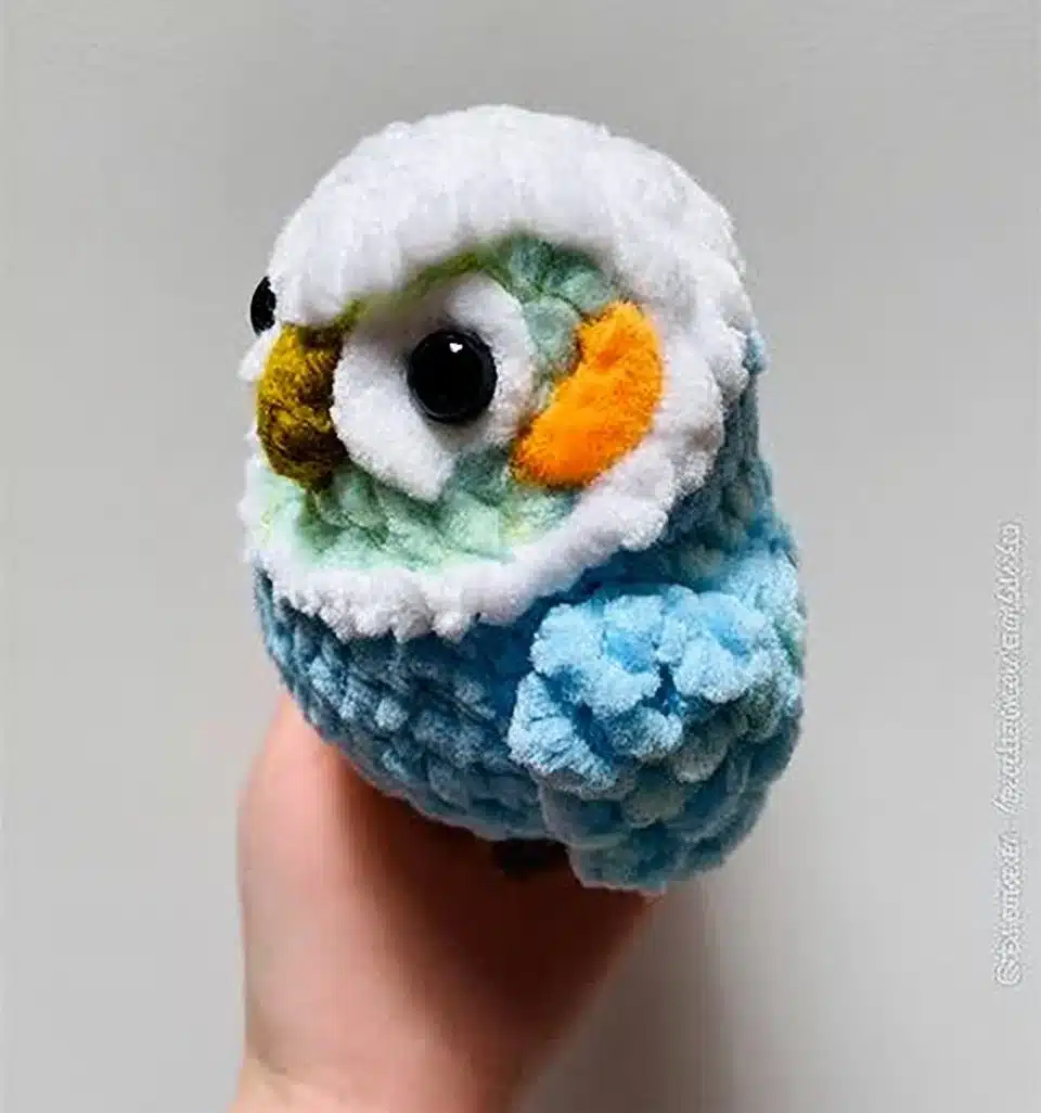 Cute Pocket Parrots perched and interacting with their owners